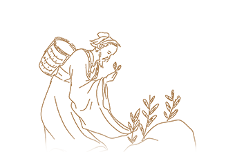 Herb Collection