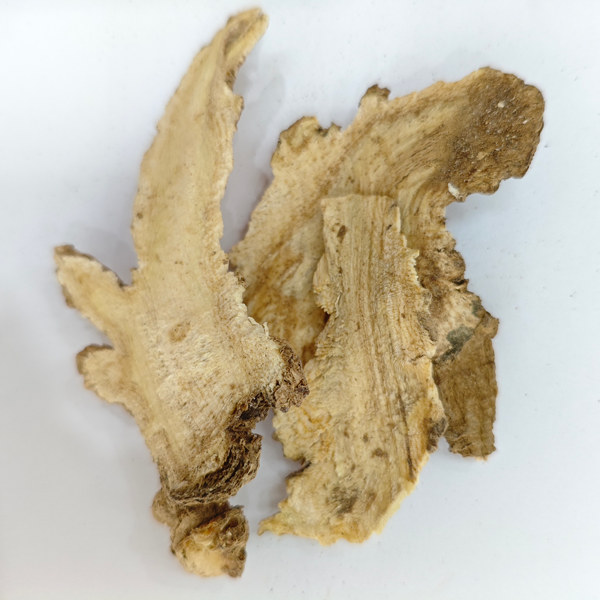 Angelica pubescens