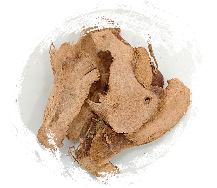 Lesser galangale (Kaempferia galanga)