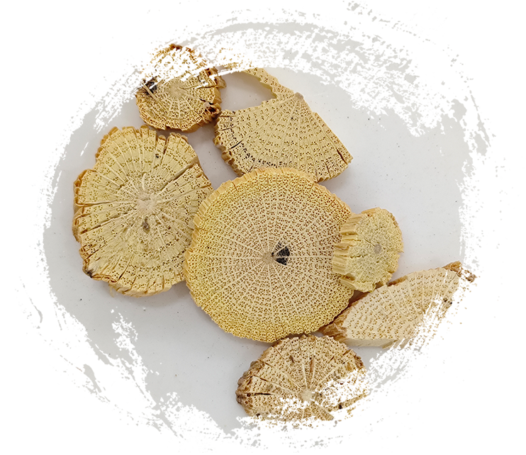 Chinese Clematis Stem