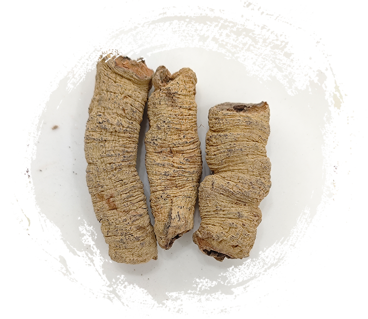 Morinda root (Morinda officinalis)