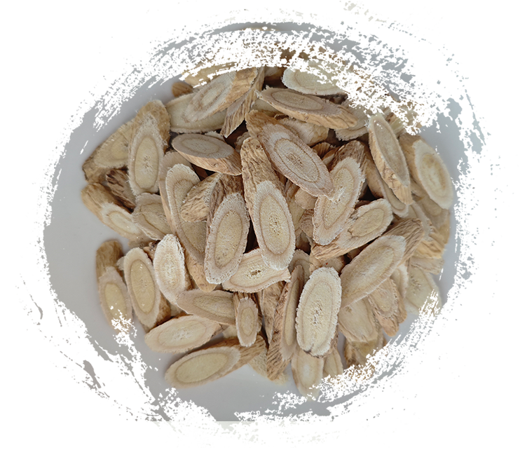 Astragalus membranaceust (used in TCM)