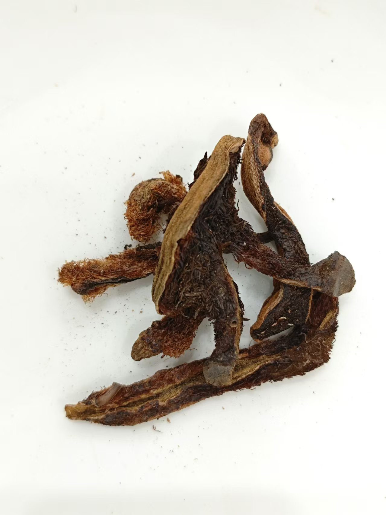 Bone Fragment Repair