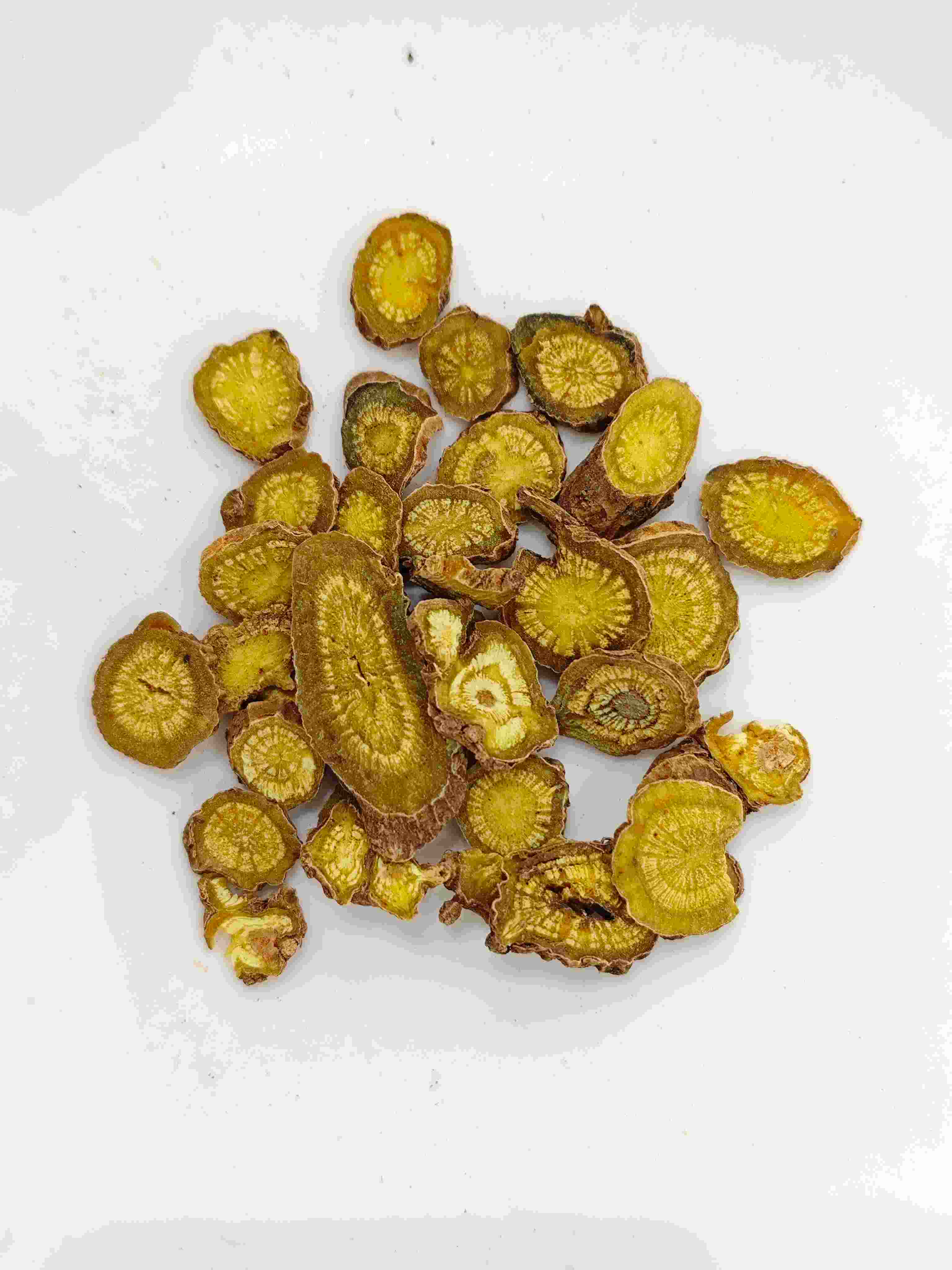 Scutellaria