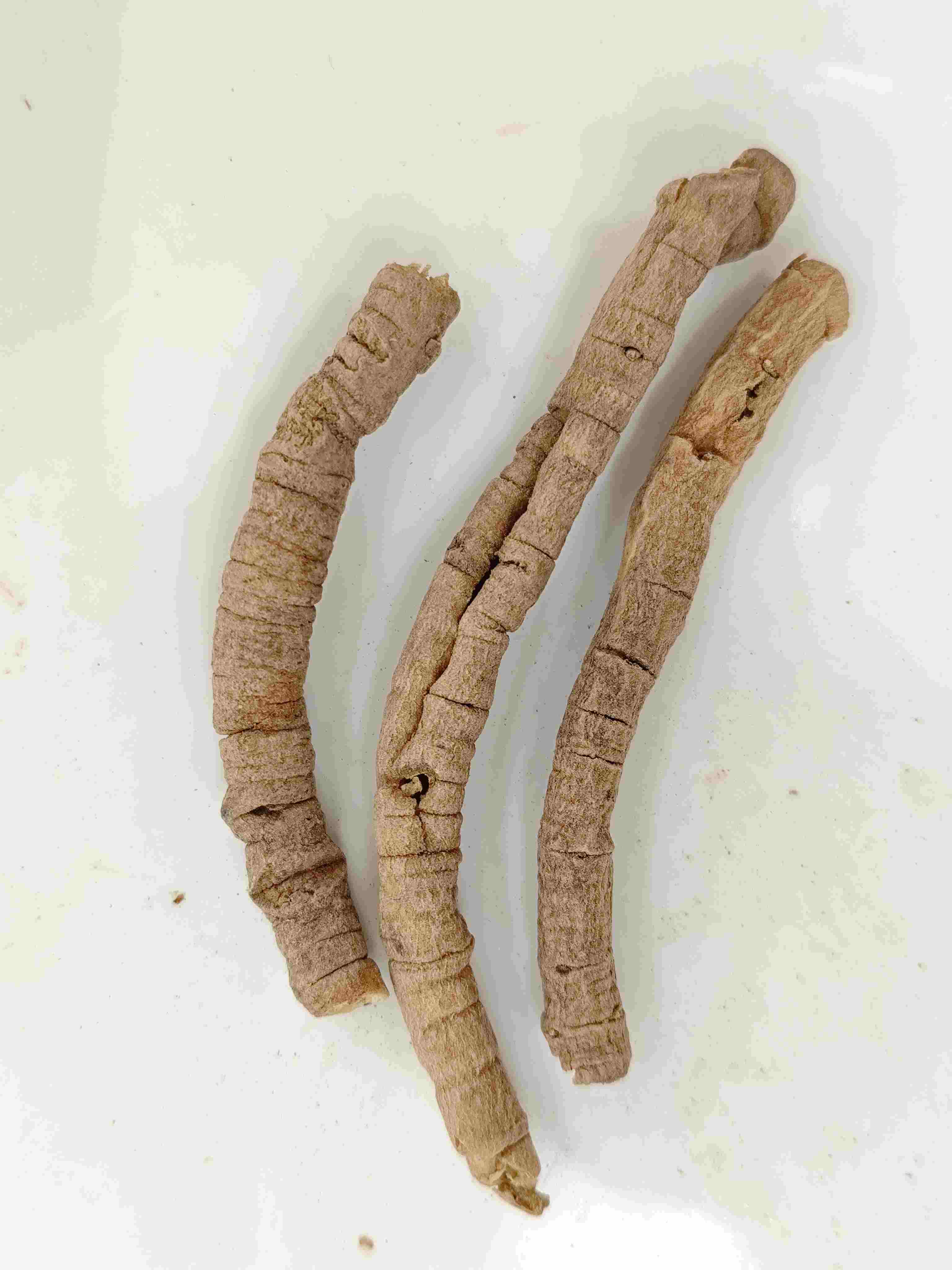 Polygala Root (Yuanzhi)