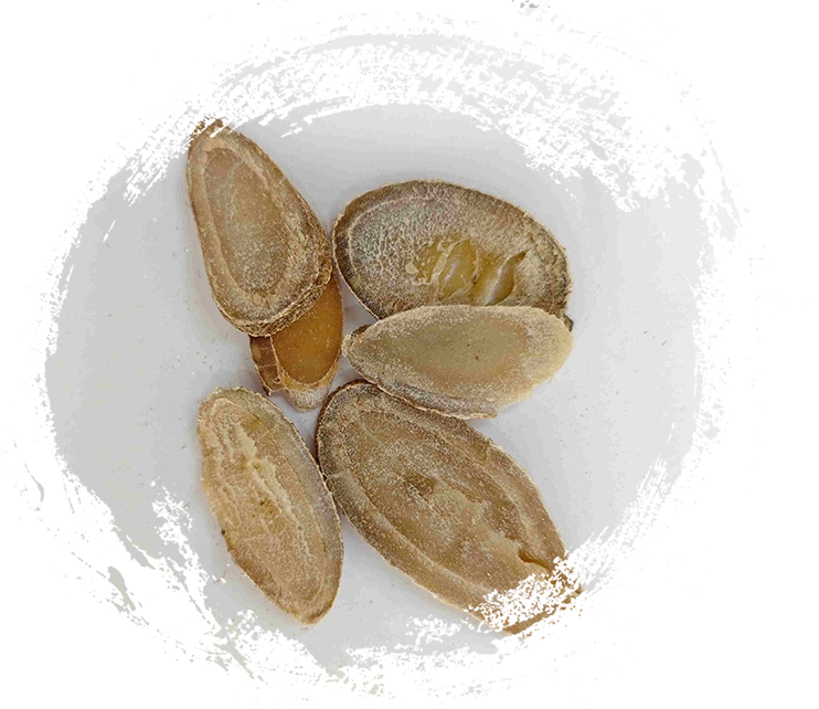 Turmeric Rhizome (Yujin)