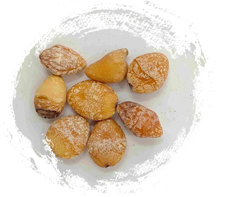 Ginkgo Seed (Bai Guo Ren)