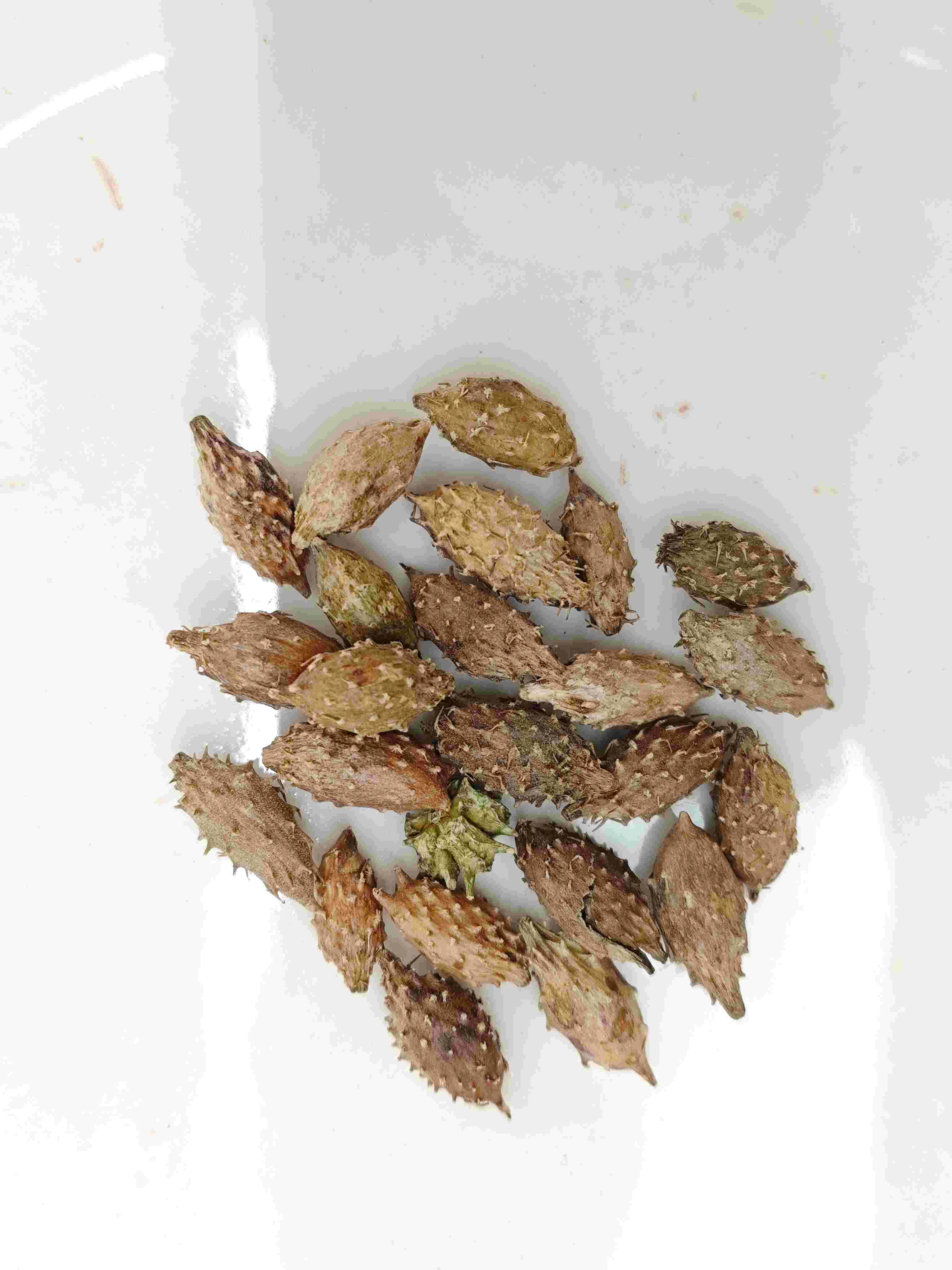 Xanthium Fruit (Cāng ěr zǐ)
