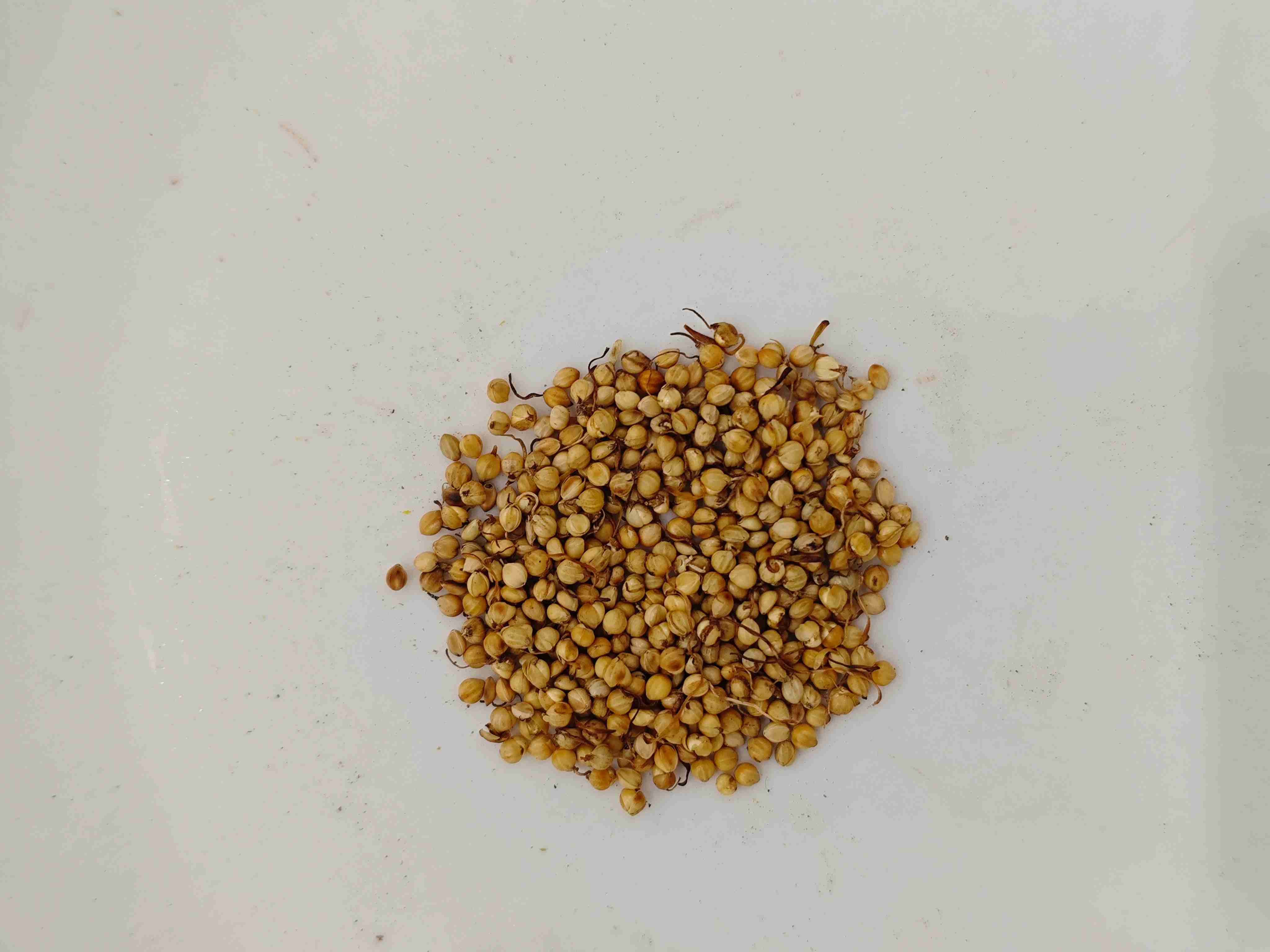 Roasted Rice Sprout (Chǎo Gǔ Yá)