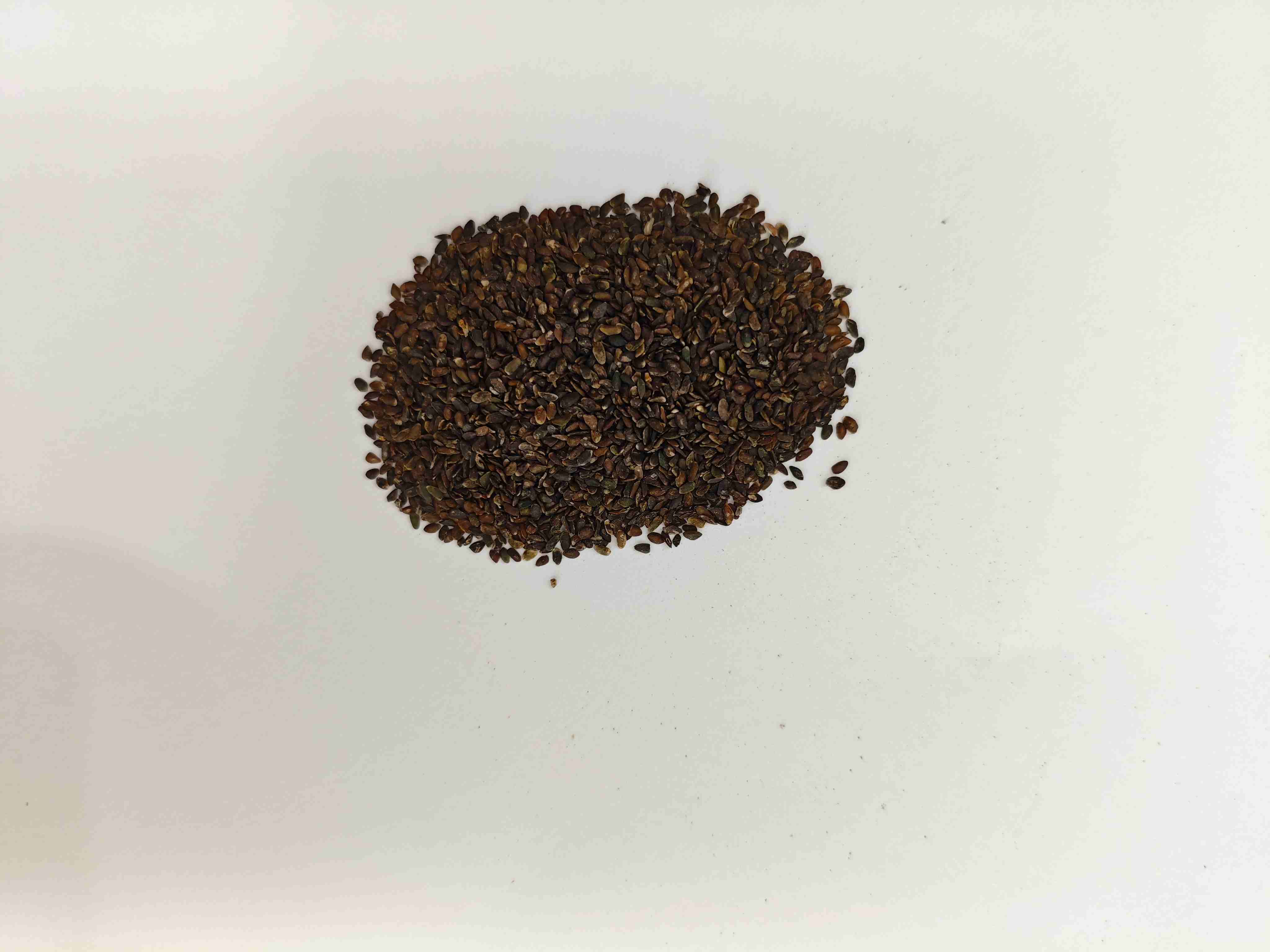 Plantain Seed (Cheqianzi)