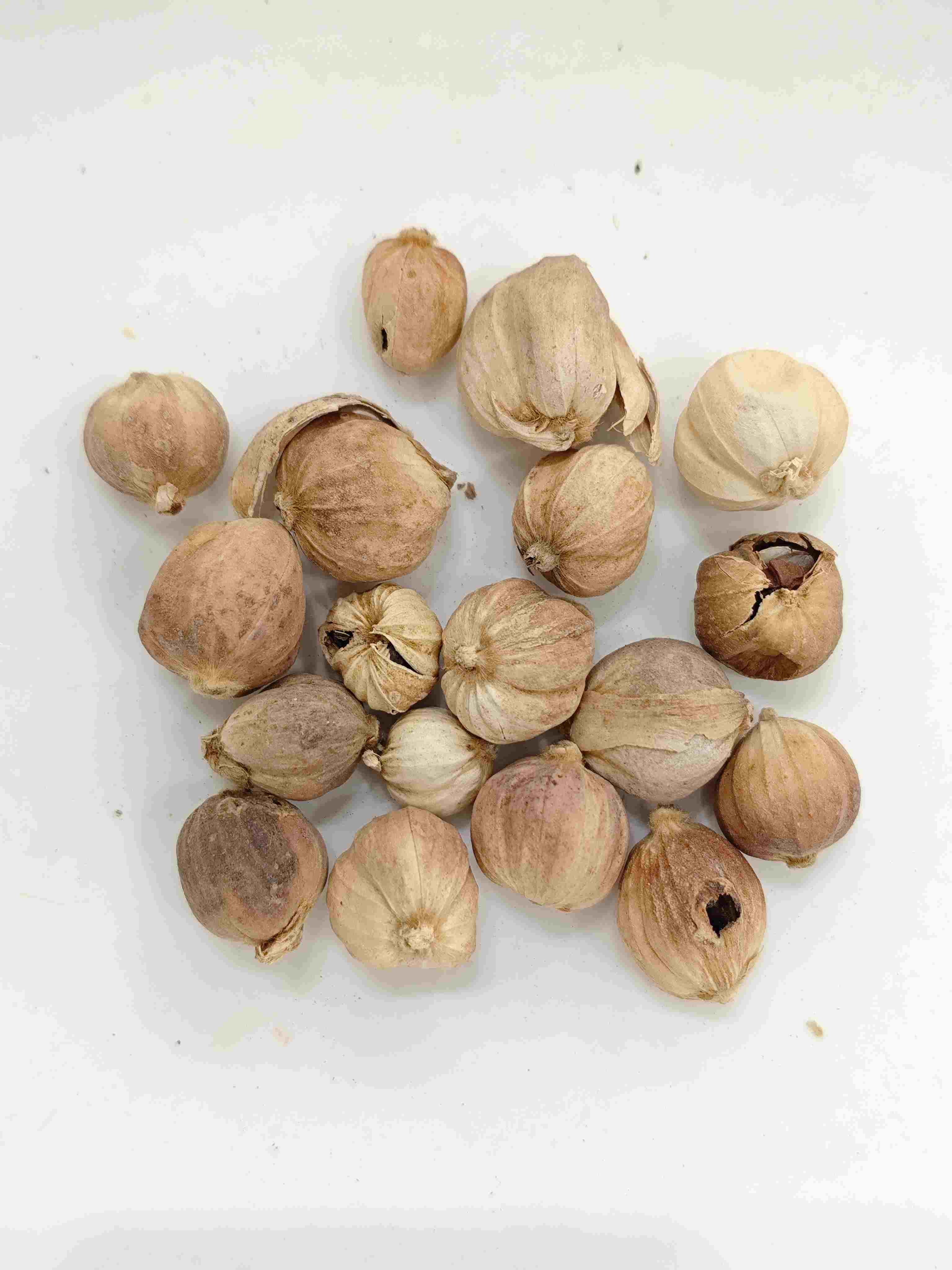 Cardamom (Dòukòu)