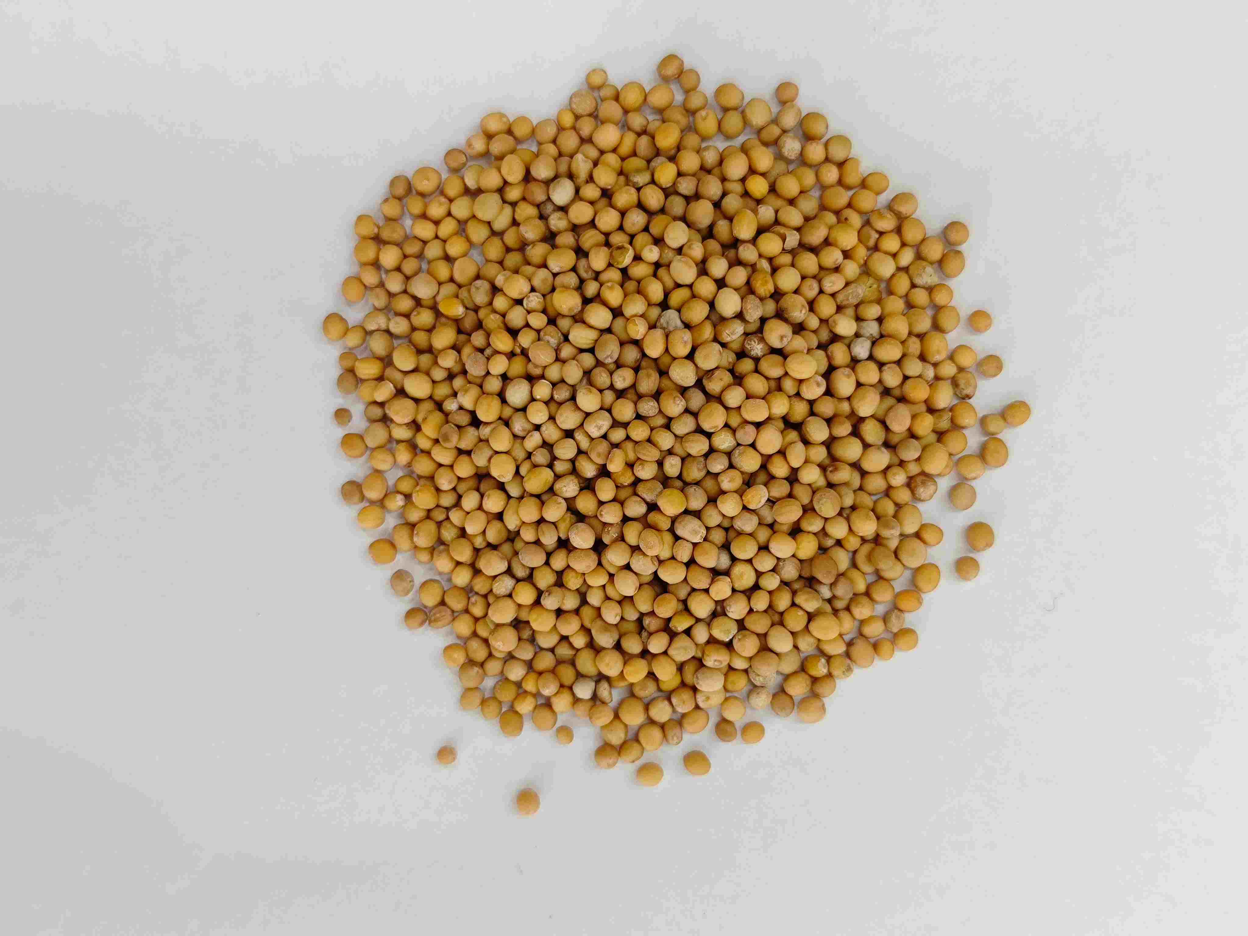 Mustard Seed ( Jièzǐ )