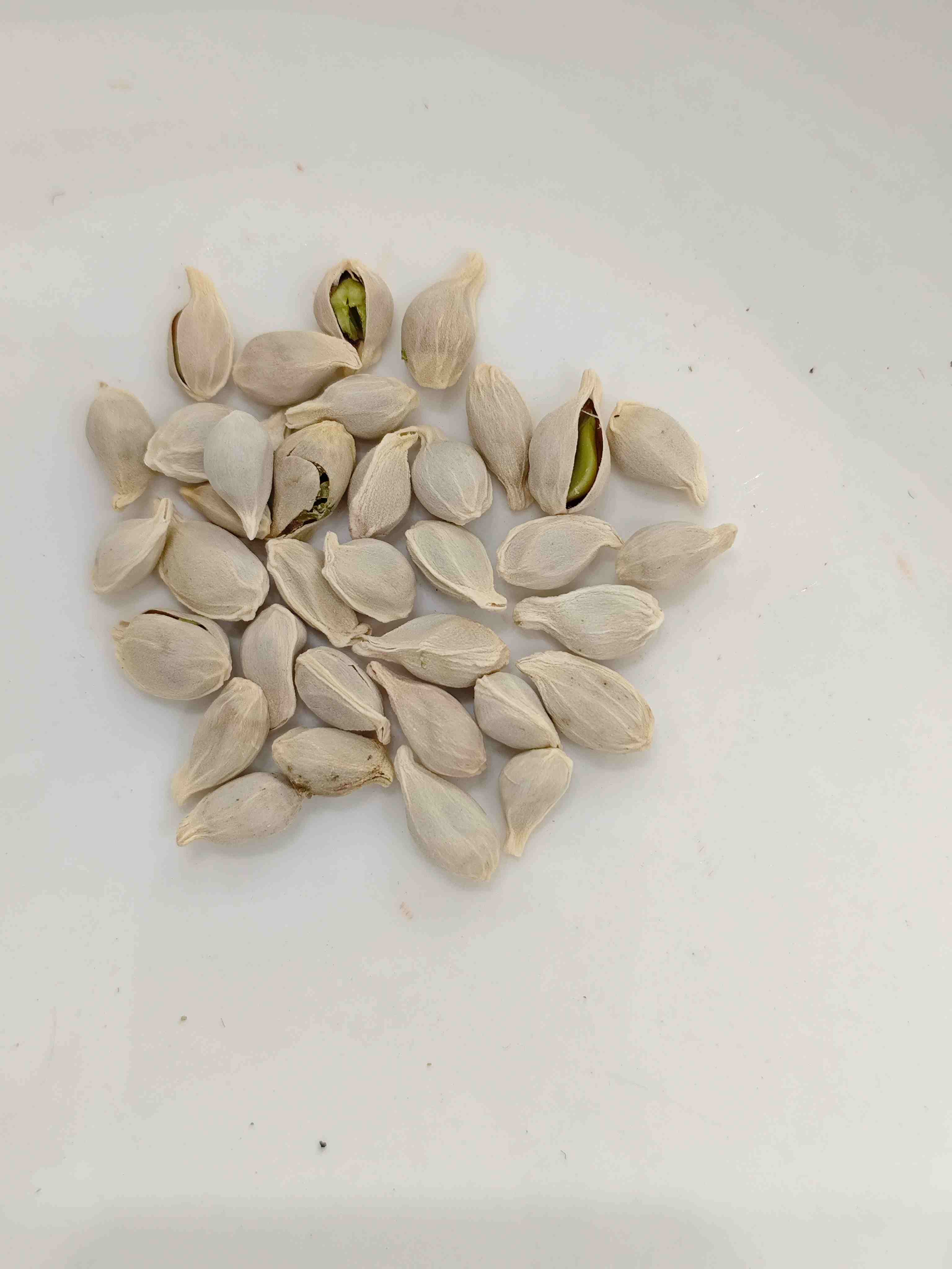 Tangerine Seed (Júhé)