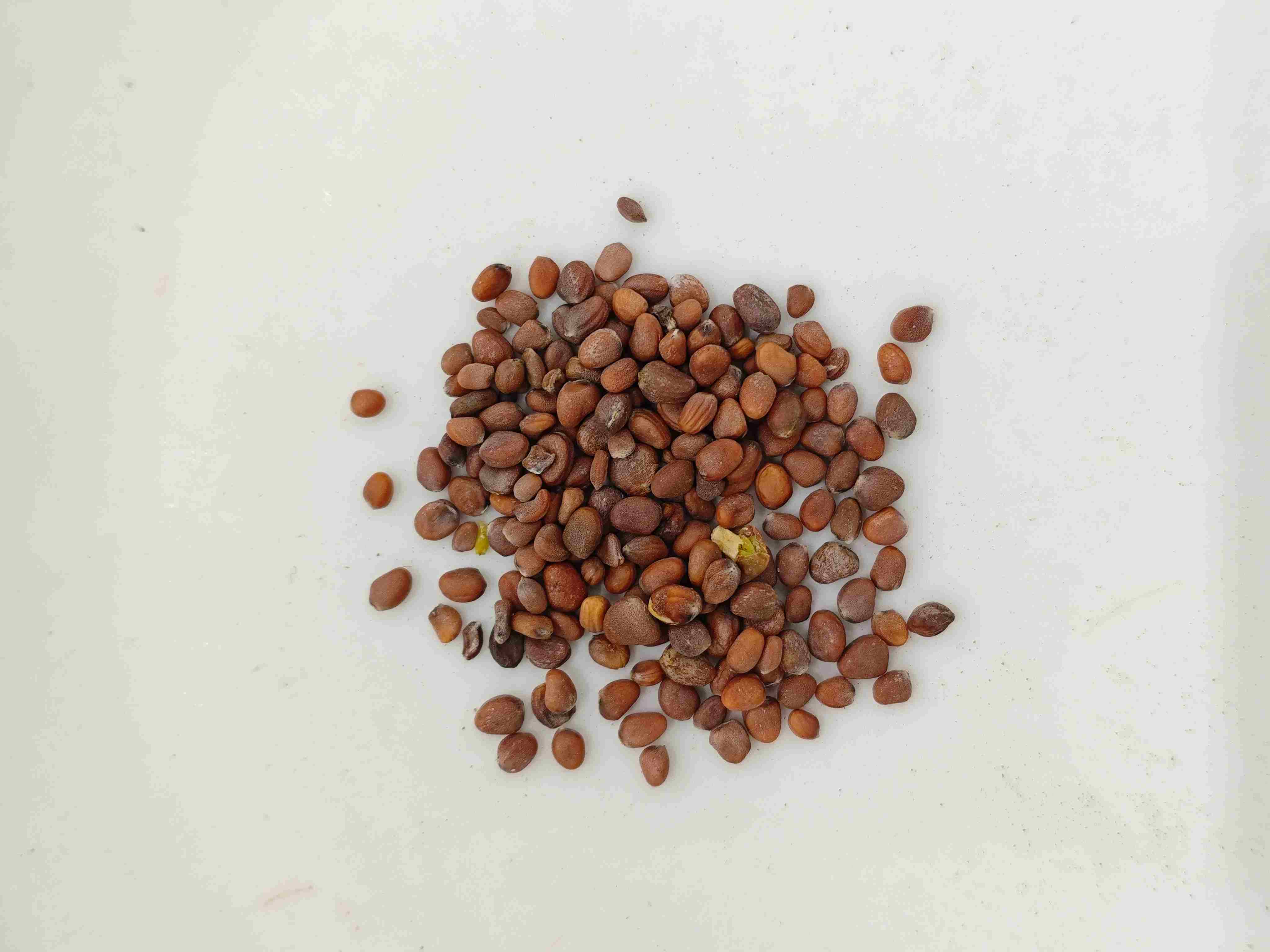 Radish Seed (Làifúzǐ)
