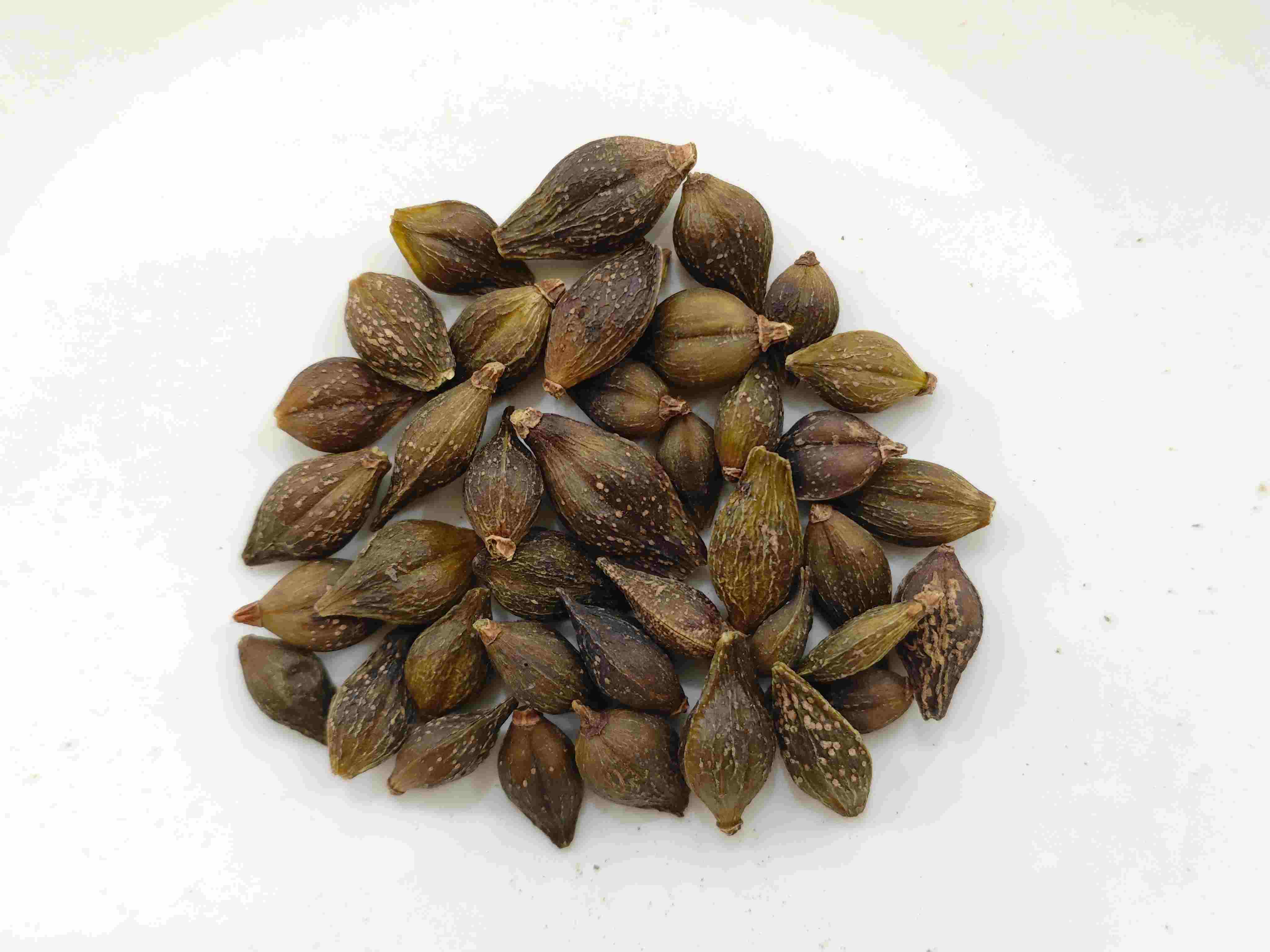Forsythia Fruit (Liánqiào)