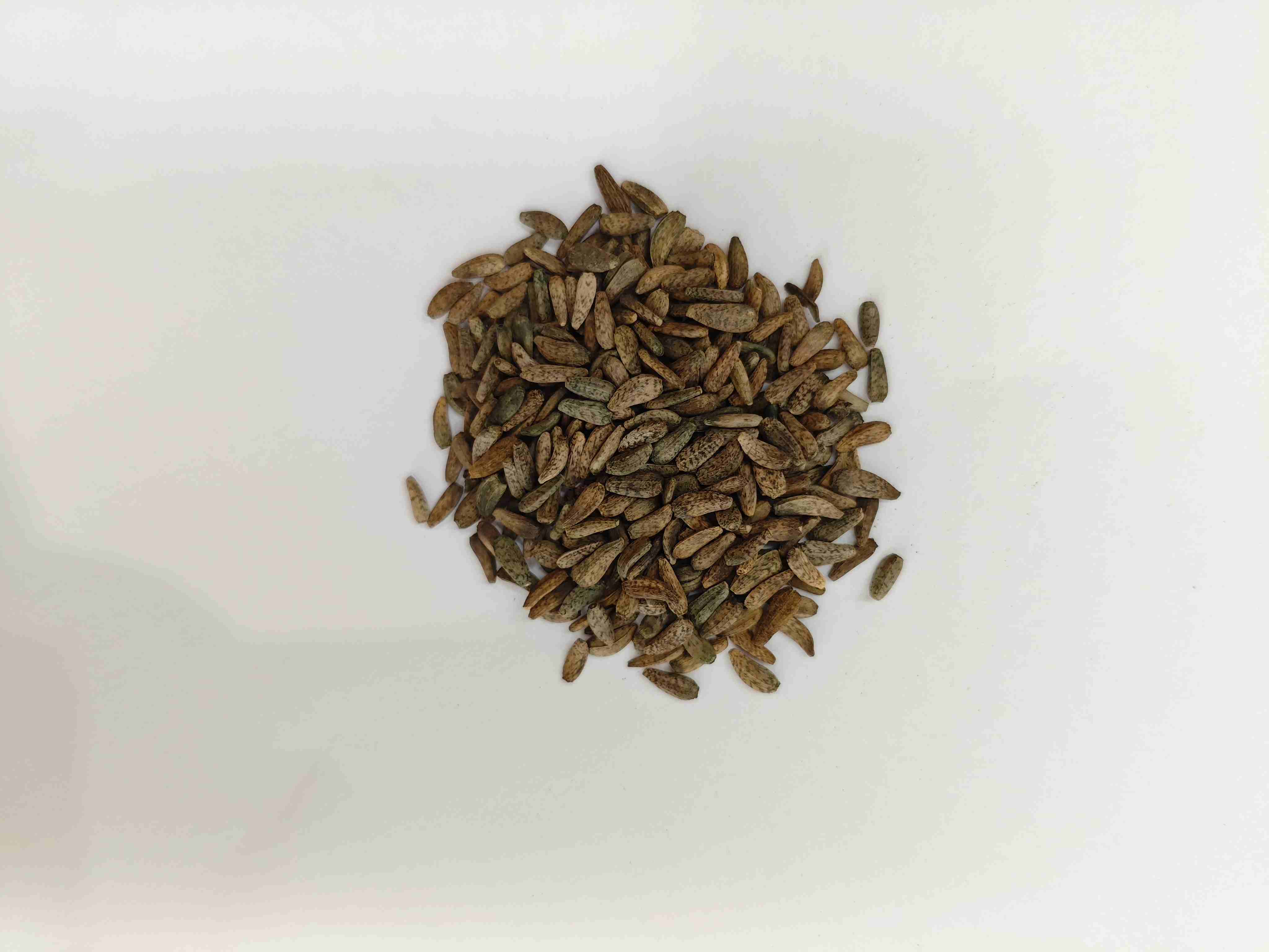 Arctium Lappa Seed (Niúbàngzǐ)