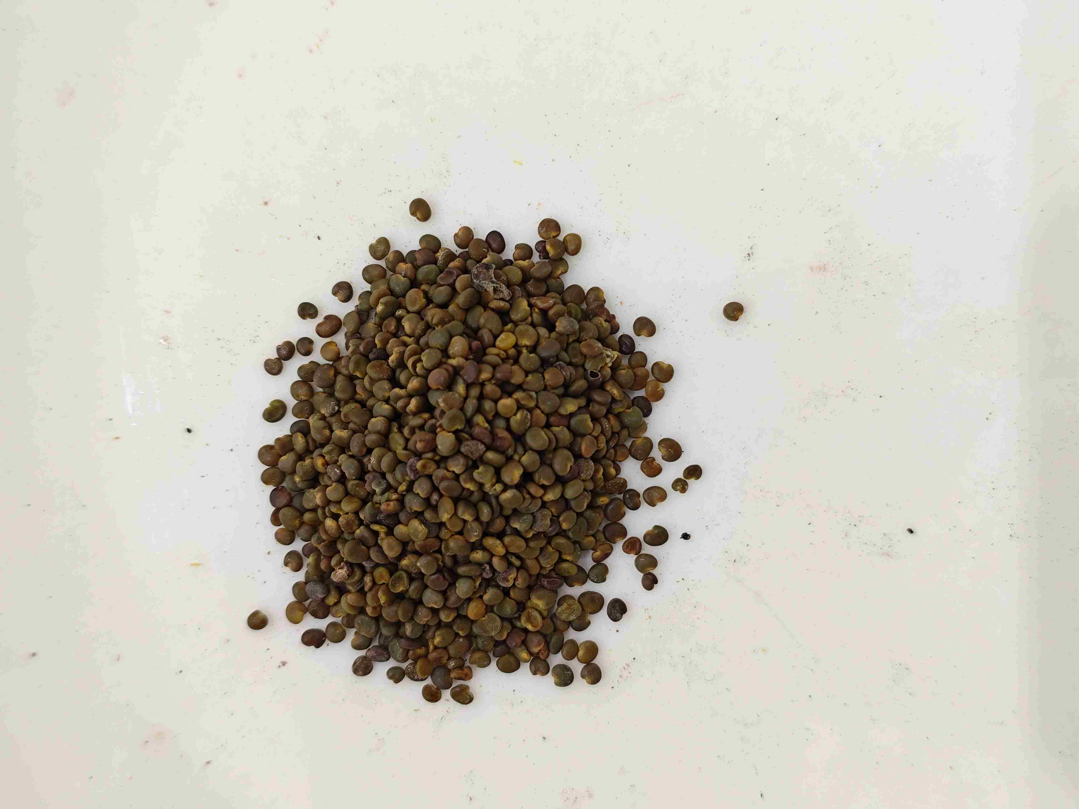 Astragalus Seed (Shāyuànzǐ)
