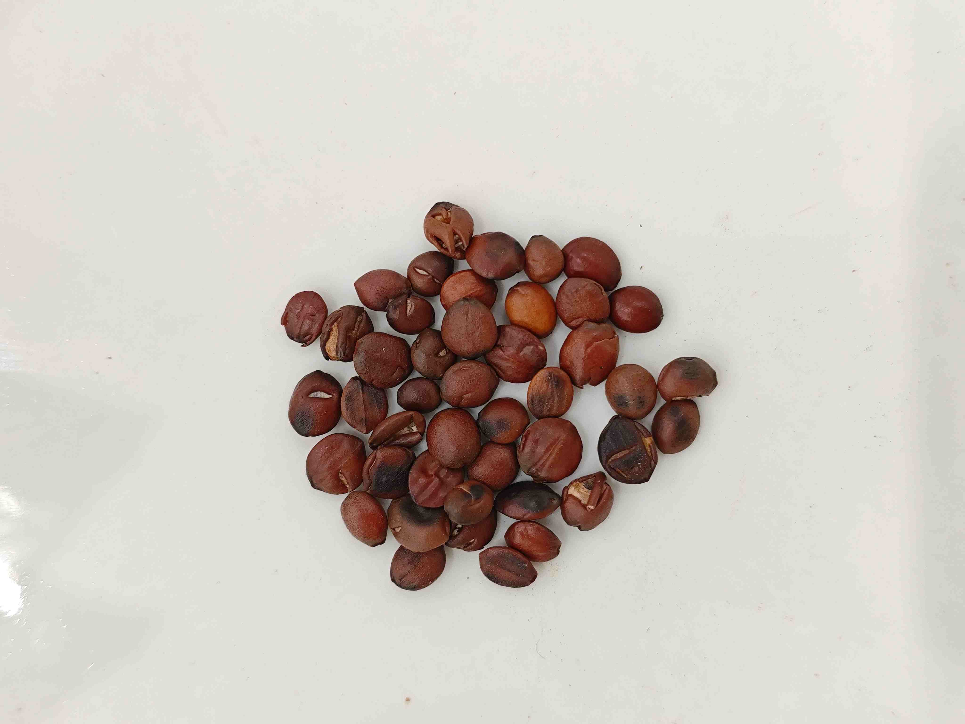 Sour Jujube Seed (Suānzǎorén)