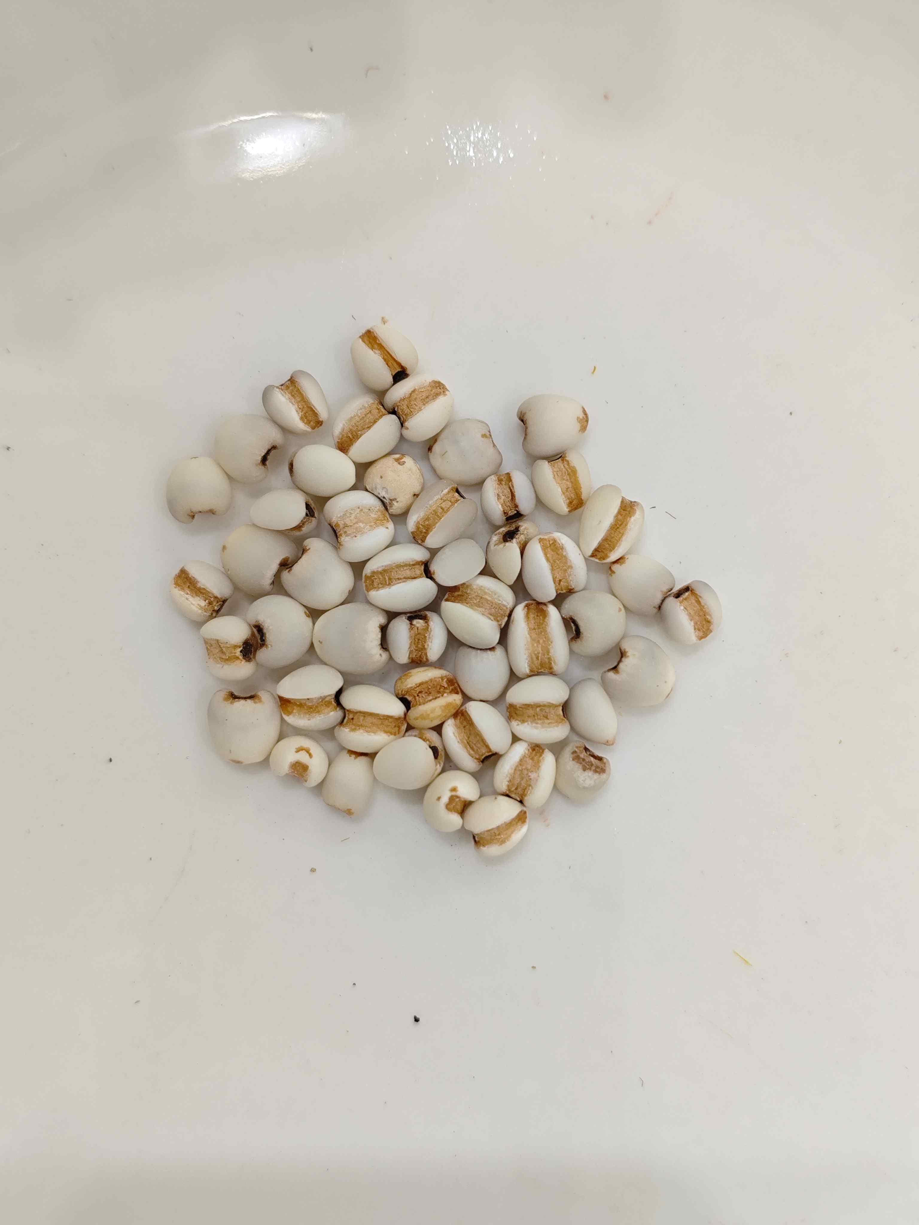 Coix Seed (Yìyǐrén)