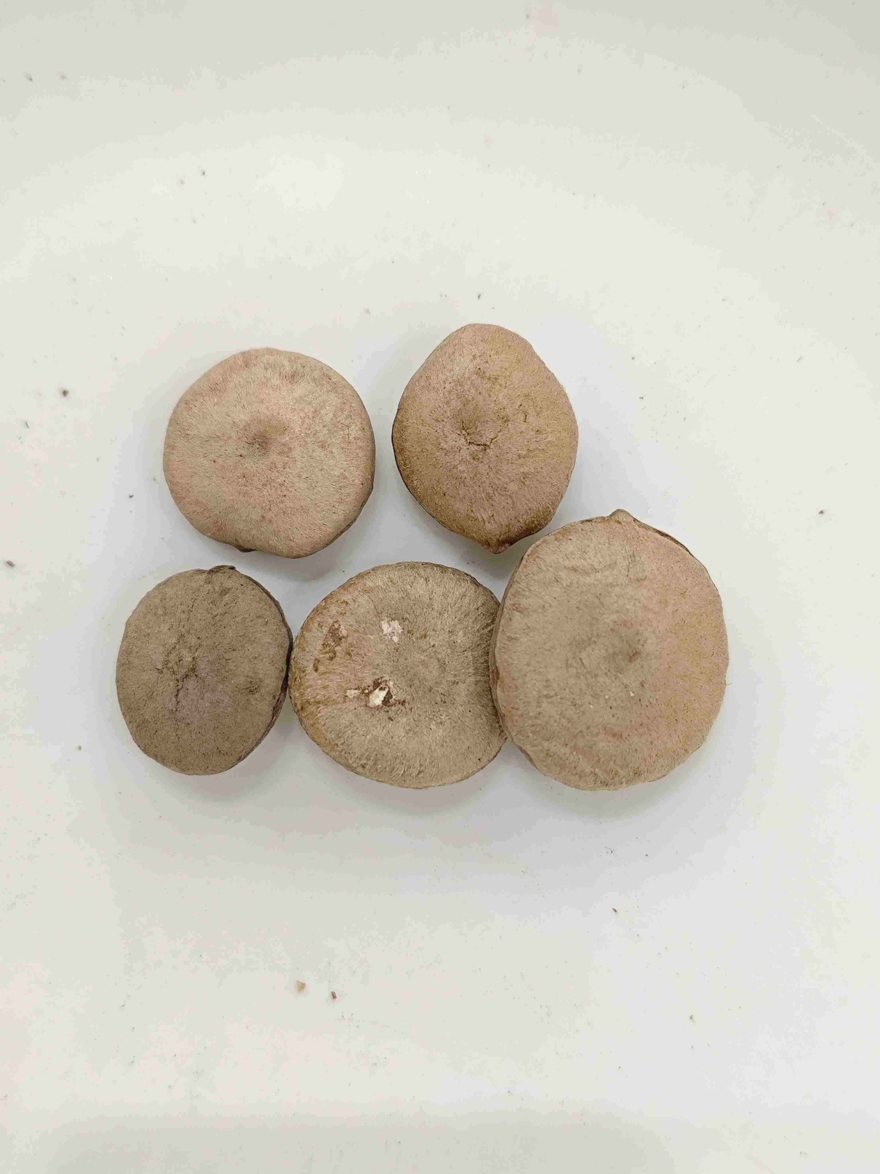 Processed Strychnos Seed (Zhì Mǎqiánzǐ)