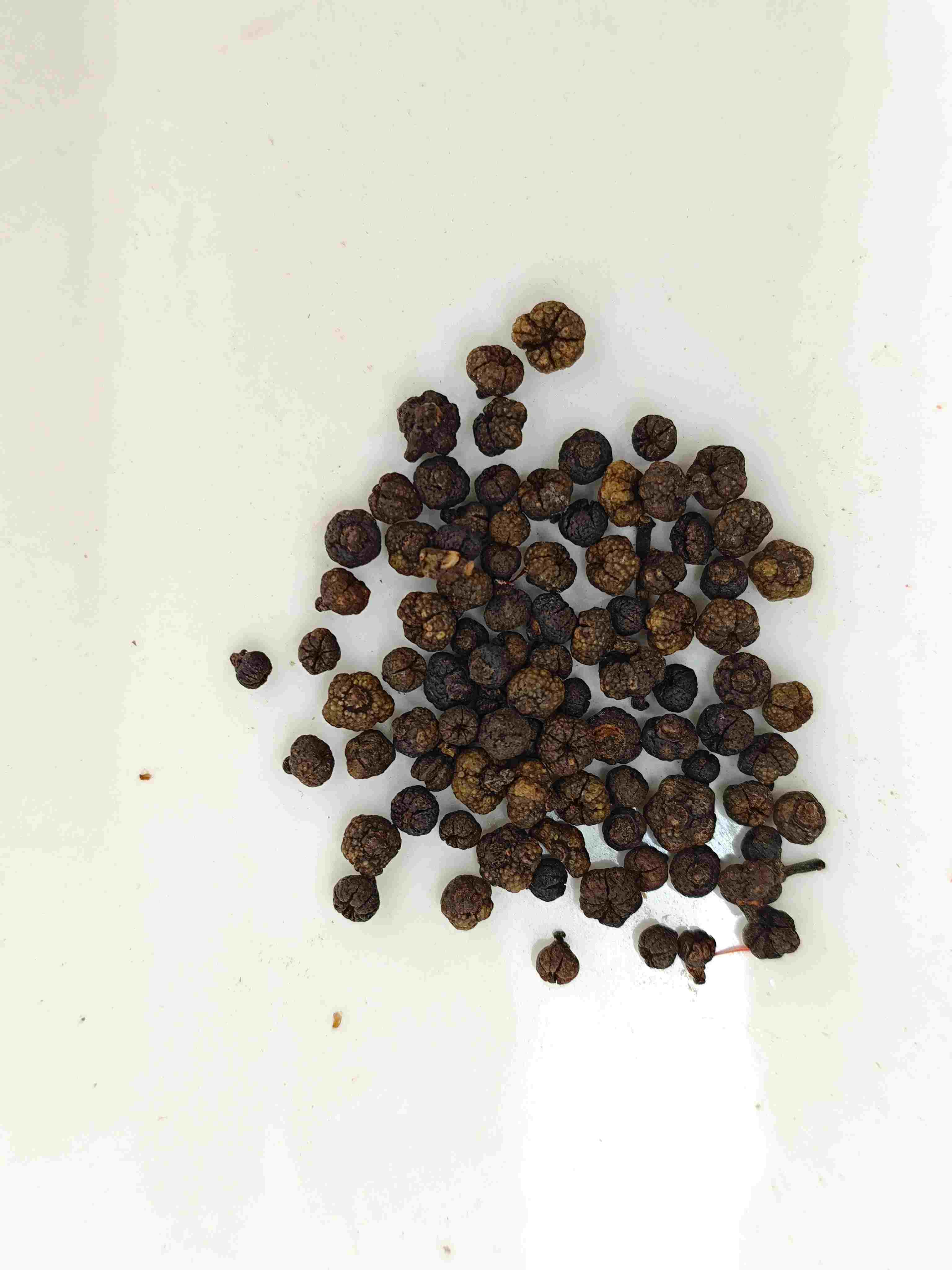 Processed Evodia Fruit (Zhì Wúzhūyú)