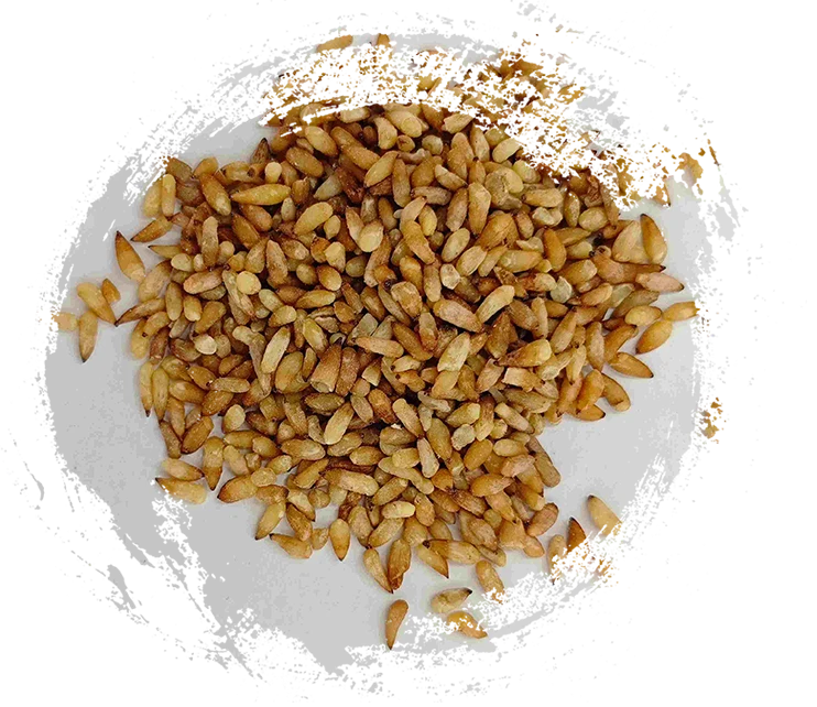 Chinese Arborvitae Seed (Bǎi Zǐ Rén)