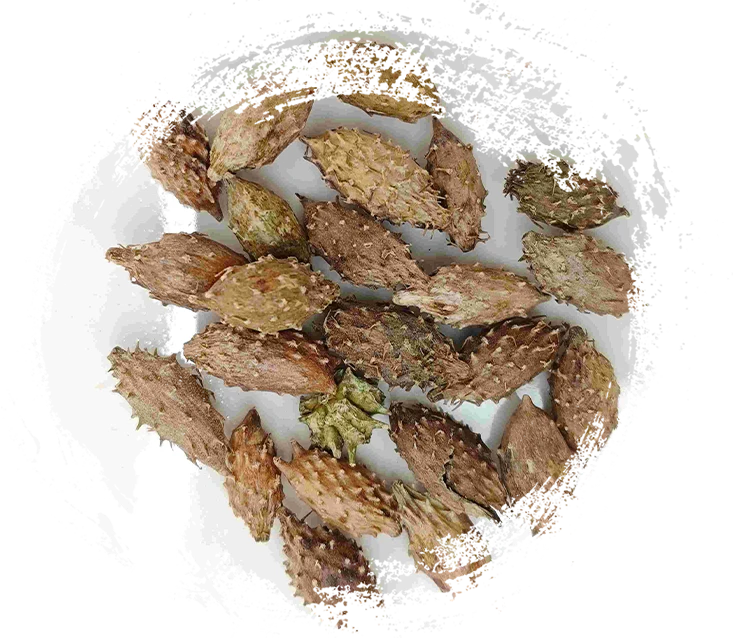 Xanthium Fruit (Cāng ěr zǐ)