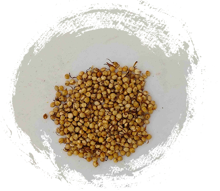 Roasted Rice Sprout (Chǎo Gǔ Yá)