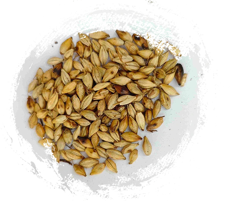 Roasted Barley Malt (Chǎo Mài Yá)