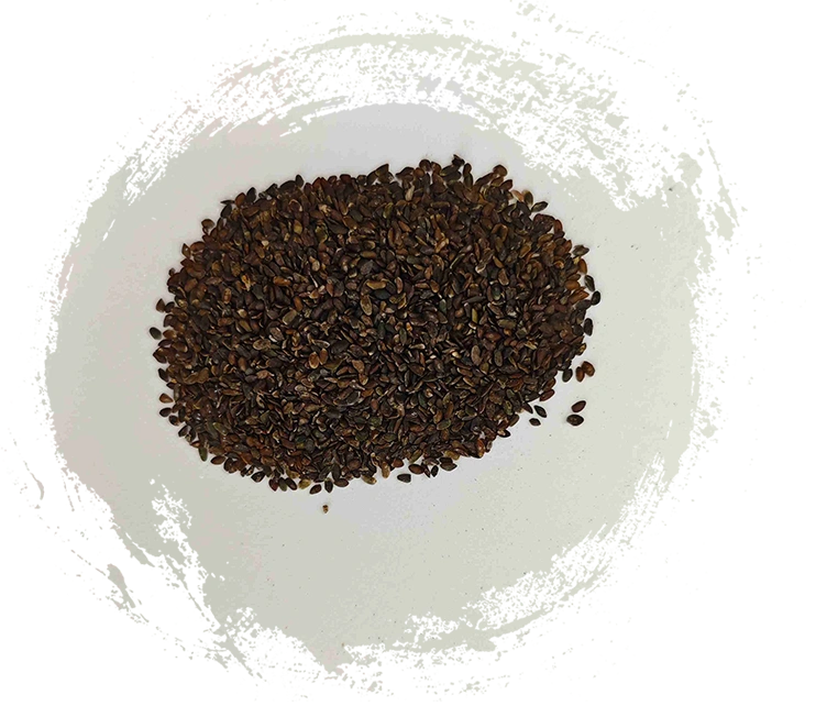 Plantain Seed (Cheqianzi)