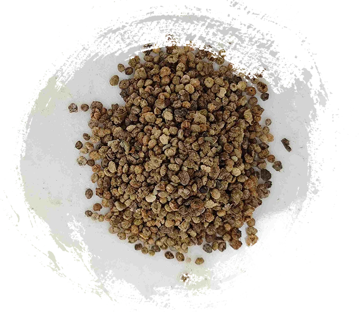 Kochia Fruit (Difu Zi)