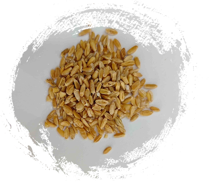 Floating Wheat (Fú Xiǎomài)