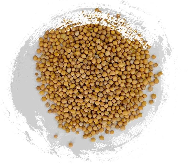 Mustard Seed ( Jièzǐ )