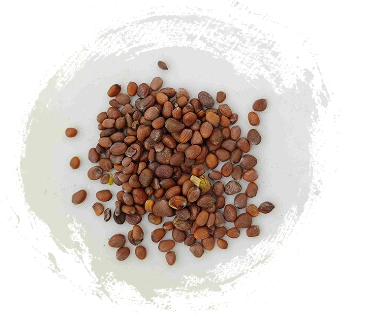 Radish Seed (Làifúzǐ)