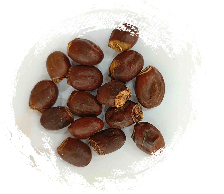 Lychee Seed (Lìzhī Hé)