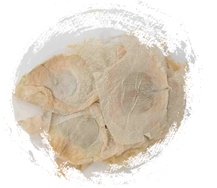 Butterfly Tree Bark (Mù Húdié)