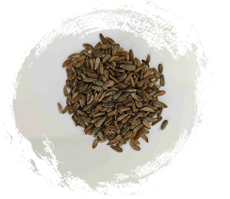 Arctium Lappa Seed (Niúbàngzǐ)