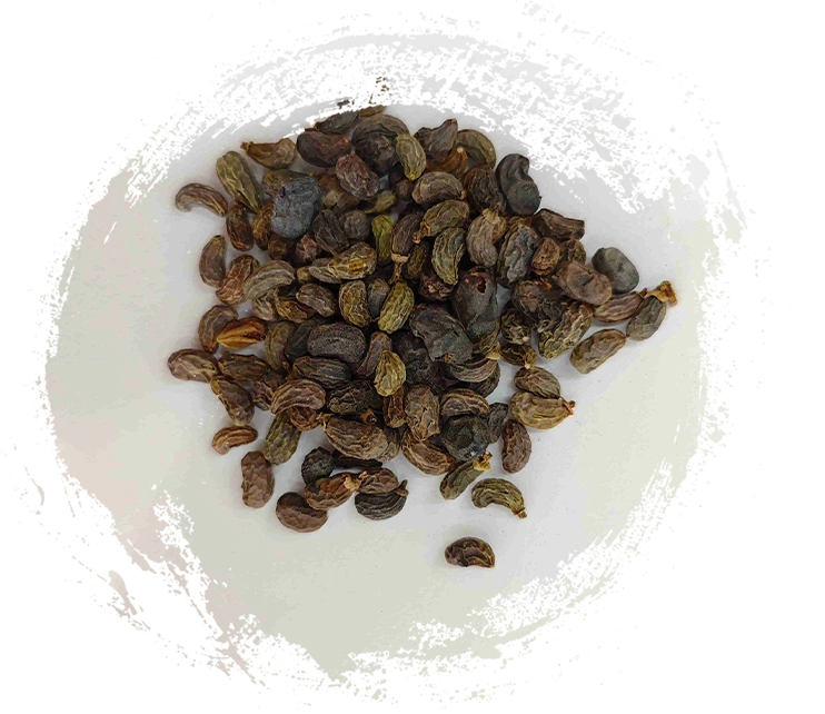 Ligustrum Fruit (Nǚzhēnzǐ)