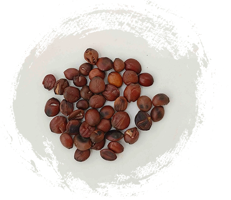 Applications of TCM Herbal Plants in Treating Chronic Conditions