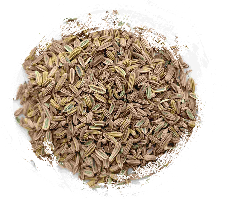 Fennel Seed (Xiǎo Huíxiāng)