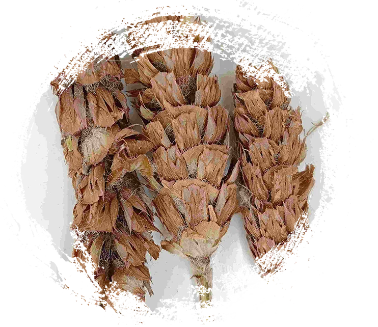 Prunella Herb (Xiàkūcǎo)