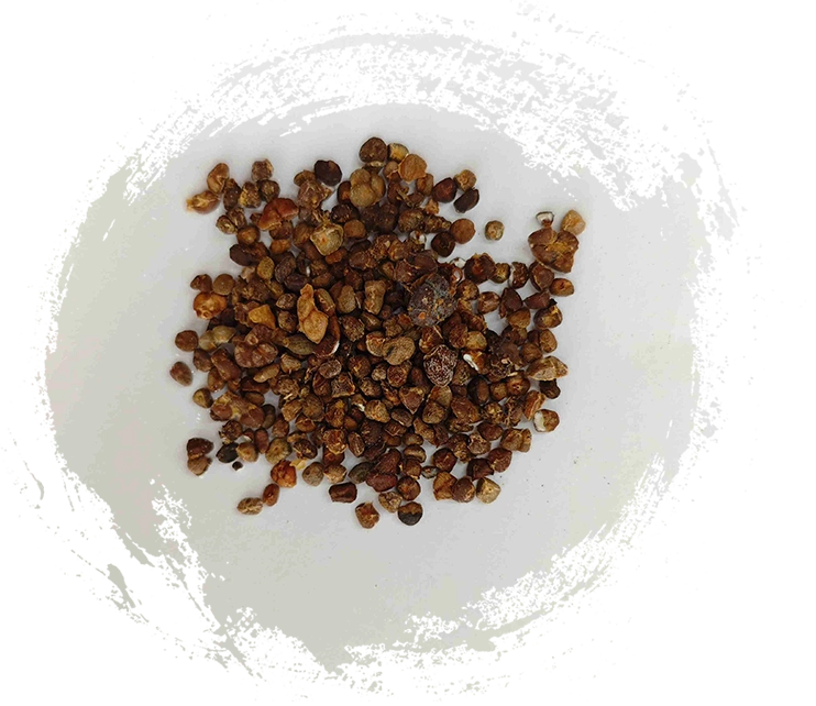 Chinese Ginger Lily (Yìzhì)