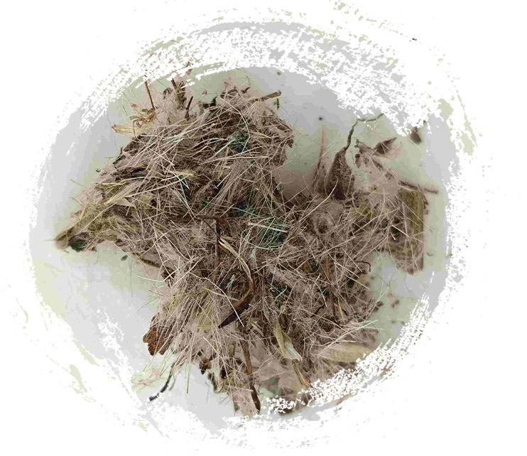 Great Thistle (Dàjì)