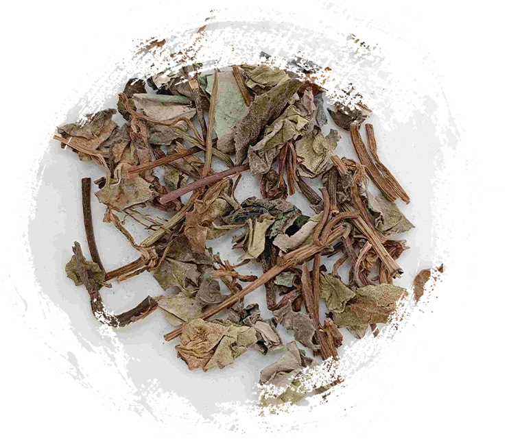 Plants in TCM: Unique Properties and Their Therapeutic Applications