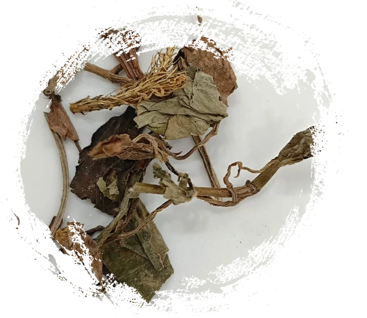 The Key Characteristics of Traditional Chinese Medicinal Plants