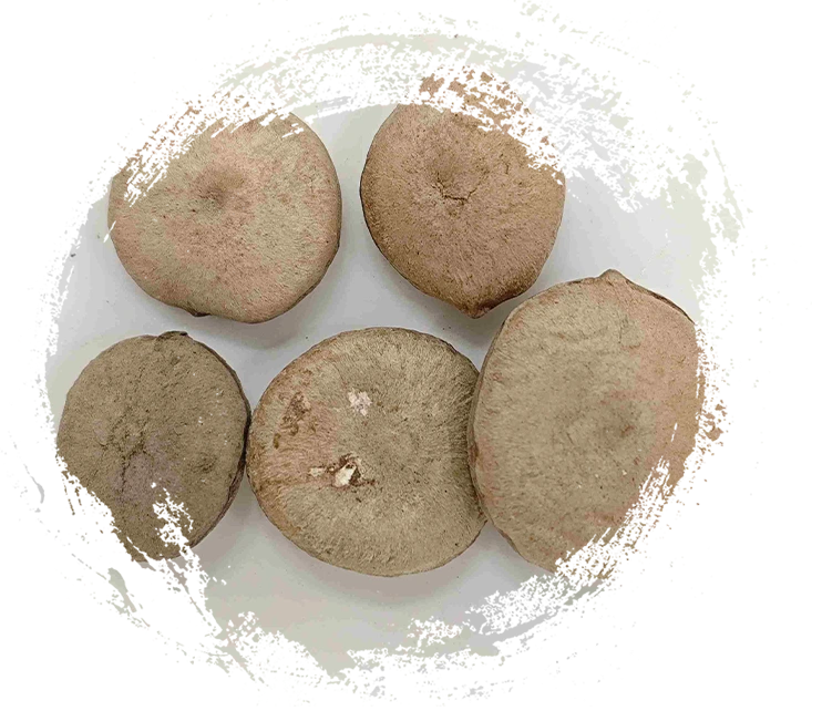 Plant-Based TCM Breakdown: How to Differentiate Rhizomes, Seeds, Flowers, and Algae