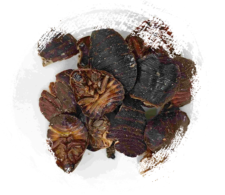 Ground Beetle (Tǔbiēchóng)