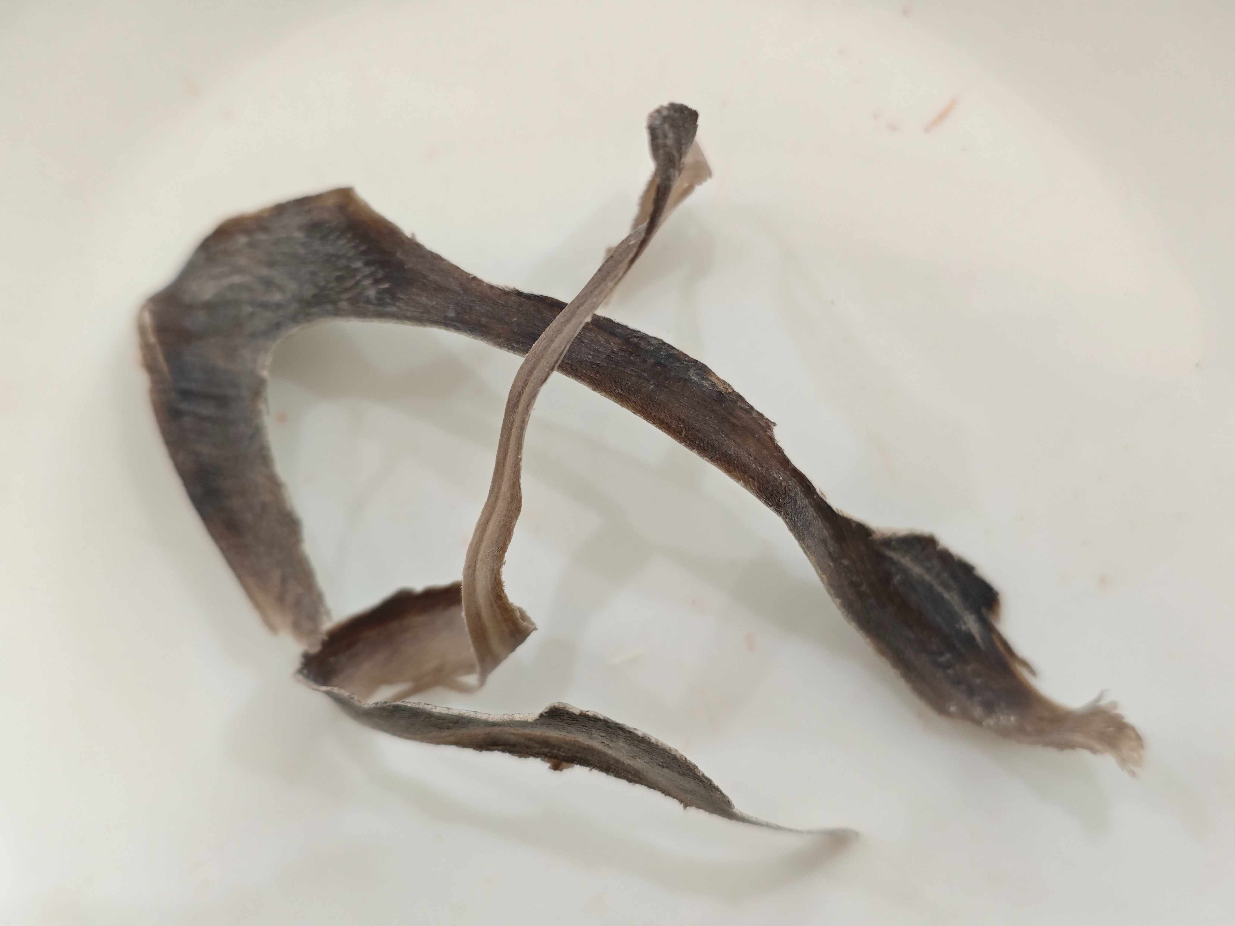 Water Buffalo Horn (Shuǐniújiǎo)