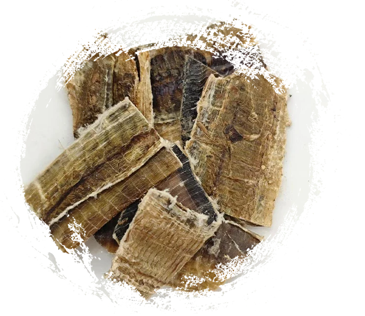 Earthworm (Dìlóng)