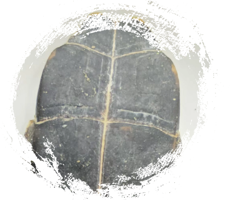 Tortoise Shell (Guījiǎ)